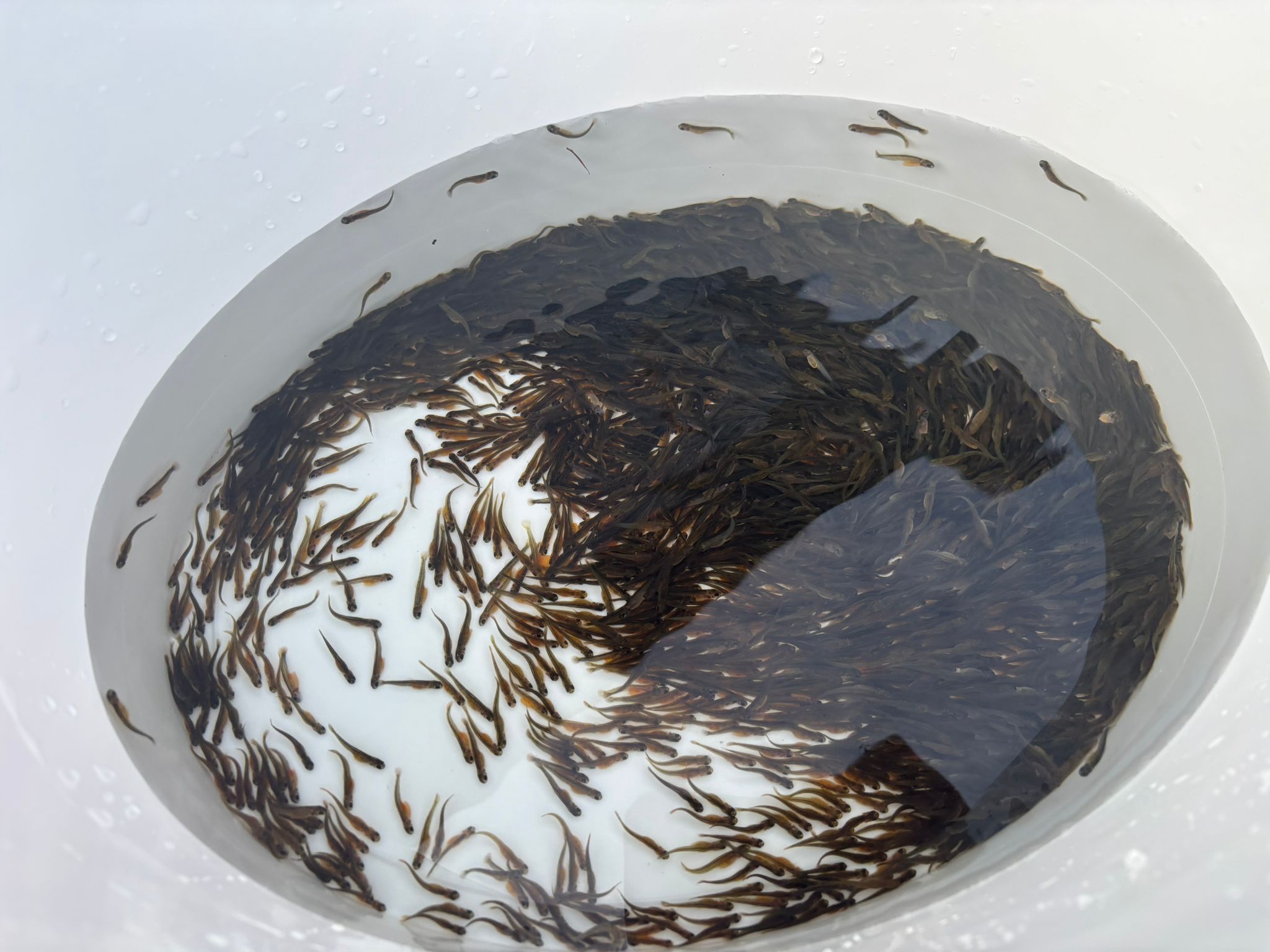 Meerforellenbesatz 2