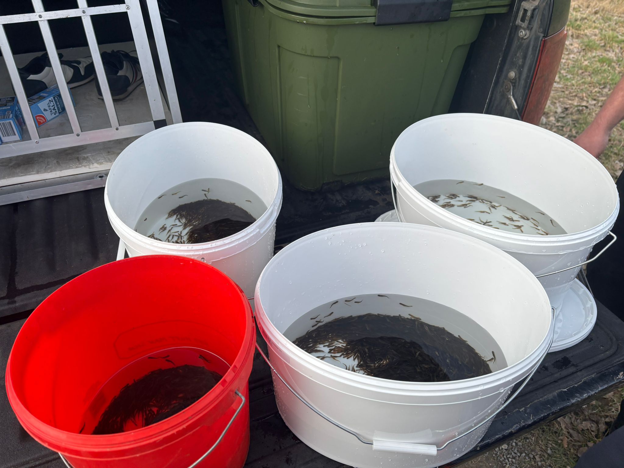 Meerforellenbesatz 3